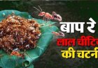 लाल चींटियों से बनती है बस्तर की खास चापड़ा चटनी, स्वाद के दीवाने दूर-दूर तक