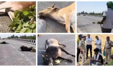 बेलगाम रफ्तार बनी काल, भारतमाला मार्ग पर 5 बैलों ने तोड़ा दम