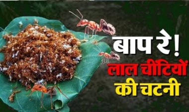 लाल चींटियों से बनती है बस्तर की खास चापड़ा चटनी, स्वाद के दीवाने दूर-दूर तक