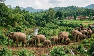 राज्य में गजराजों का कुनबा लगातार बढ़ा