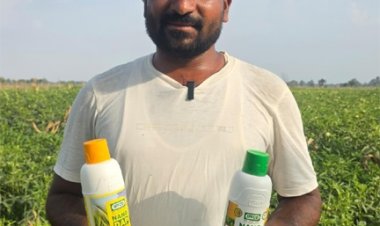 नैनो उर्वरकों से सब्जी उत्पादन में मिल रहे बेहतर परिणाम, किसानों का बढ़ा भरोसा