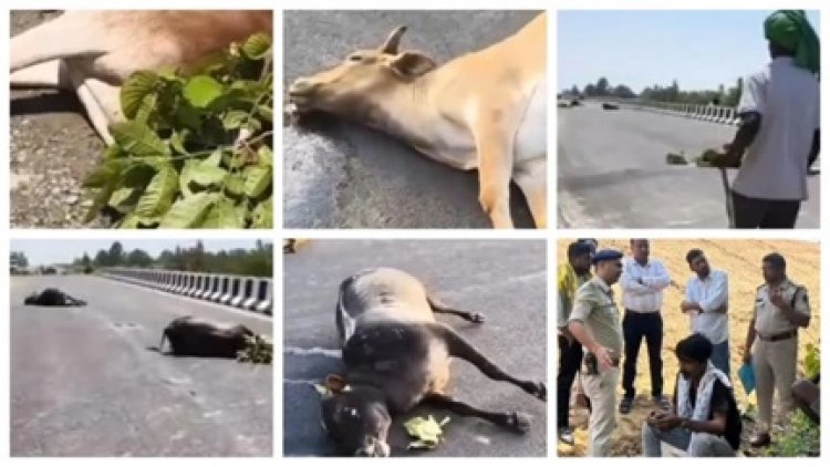 बेलगाम रफ्तार बनी काल, भारतमाला मार्ग पर 5 बैलों ने तोड़ा दम