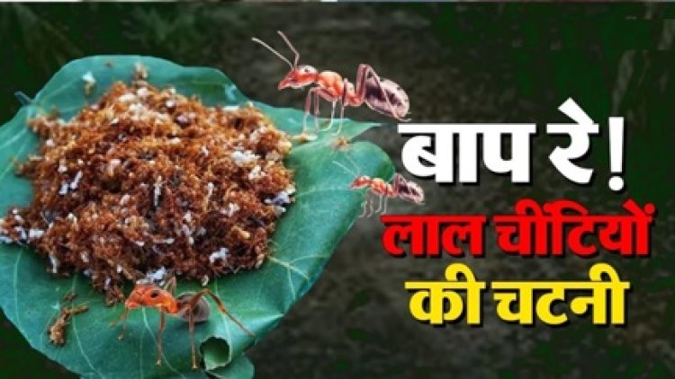लाल चींटियों से बनती है बस्तर की खास चापड़ा चटनी, स्वाद के दीवाने दूर-दूर तक