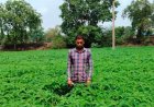 प्राकृतिक खेती को बढ़ावा देने की पहल ला रही बदलाव, हरी खाद अपनाकर आत्मनिर्भर खेती की राह पर बढ़ रहे किसान