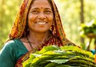 तेंदूपत्ता संग्राहकों के सामाजिक-आर्थिक सशक्तिकरण की ओर छत्तीसगढ़