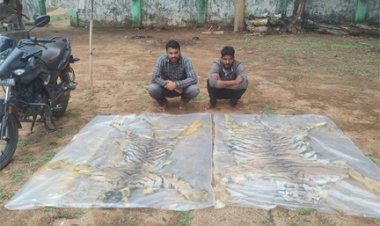 वन विभाग की बड़ी कार्रवाई : दो बाघ की खाल के साथ दो तस्कर गिरफ्तार