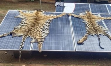 टाइगर शिकार पर सख्ती, वन अमला सस्पेंड