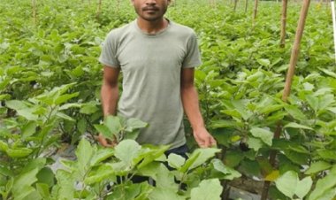 राष्ट्रीय कृषि विकास योजना: सीताराम पटेल को ग्राफ्टेड बैंगन से मिली समृद्धि