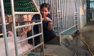 आधुनिक सूकरपालन से स्वरोजगारः 400 से अधिक सूकरों के साथ ग्रेसी ने लिखी सफलता की नई इबारत