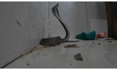 डॉक्टर की कुर्सी के नीचे छिपा था जहरीला कोबरा
