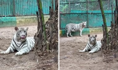 एक जोड़ी से 13 व्हाइट टाइगर, मैत्री बाग की बड़ी कामयाबी