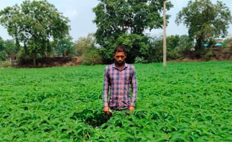 प्राकृतिक खेती को बढ़ावा देने की पहल ला रही बदलाव, हरी खाद अपनाकर आत्मनिर्भर खेती की राह पर बढ़ रहे किसान
