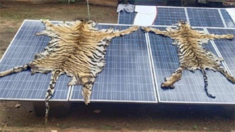 टाइगर शिकार पर सख्ती, वन अमला सस्पेंड