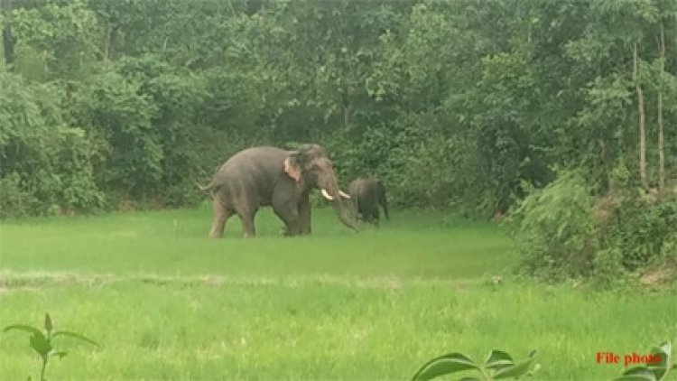 जंगल में पुटू लेने गए दंपती पर गजराज का हमला