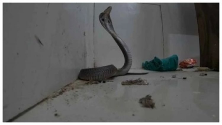 डॉक्टर की कुर्सी के नीचे छिपा था जहरीला कोबरा