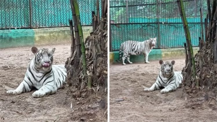 एक जोड़ी से 13 व्हाइट टाइगर, मैत्री बाग की बड़ी कामयाबी