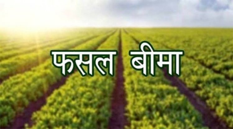 31 जुलाई तक कराएं बागवानी फसलों का बीमा, प्राकृतिक जोखिमों से मिलेगी आर्थिक सुरक्षा