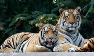 5 बाघों की एंट्री से आबाद होंगे टाइगर रिजर्व