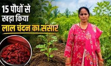15 पौधों से खड़ा किया लाल चंदन का साम्राज्य