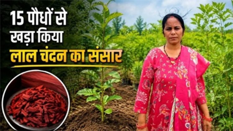 15 पौधों से खड़ा किया लाल चंदन का साम्राज्य