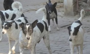 आवारा कुत्तों की बढ़ती संख्या पर लगाम, 34 केंद्रों में नसबंदी