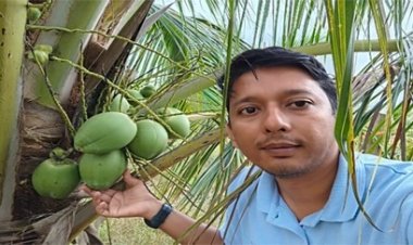 नारियल की खेती से बदली तस्वीर, कोंडागांव बना मिसाल