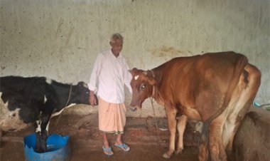 पीएम किसान सम्मान निधि की बचत से खरीदी पहली गाय, आज 10 गायों के साथ आत्मनिर्भर बने 75 वर्षीय परशुराम गुप्ता