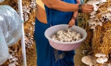 आत्मनिर्भरता की नई मिसाल- खेतों से मशरूम उत्पादन तक मिथिला दीदी ने लिखी सफलता की नई कहानी