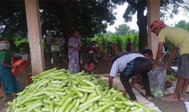बिहान से बदली राह : 35 महिला किसानों ने 600 क्विंटल सब्जी उगाकर लिखी सफलता की नई कहानी