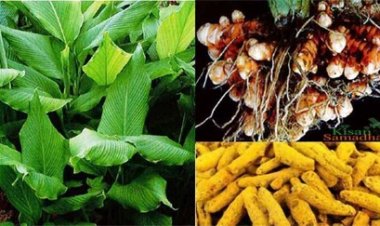 हल्दी की खेती से बढ़ रही फसल विविधता, किसानों की आय में हो रही वृद्धि
