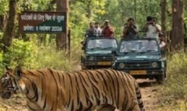 इंद्रावती में दिखी बाघों की आहट