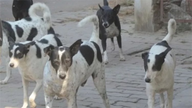 आवारा कुत्तों की बढ़ती संख्या पर लगाम, 34 केंद्रों में नसबंदी