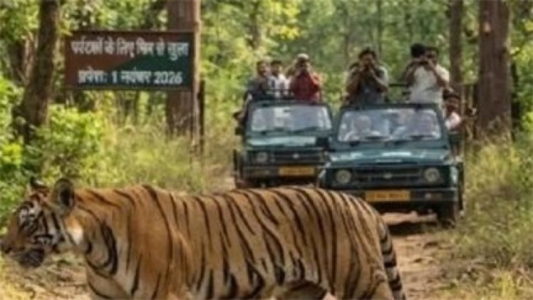 इंद्रावती में दिखी बाघों की आहट