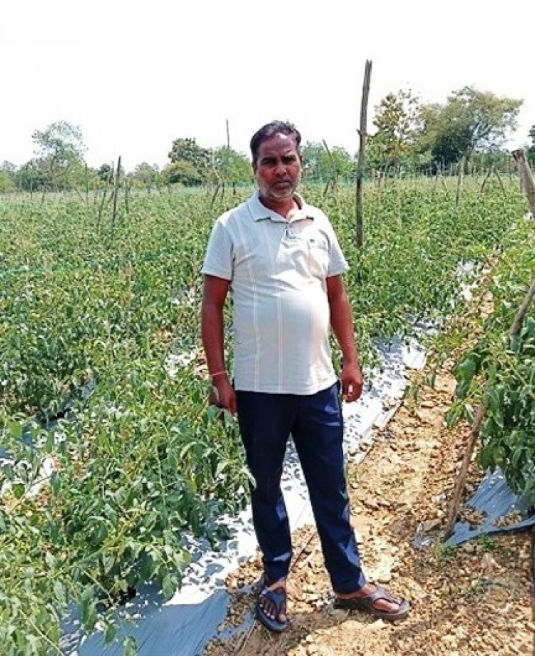 सेवा की कहानी : कम पानी में खीरे की खेती से मुकेश ने कमाए 2.25 लाख रुपये, अब 4 एकड़ में टमाटर की तैयारी