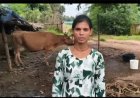 सेवा संकल्प अभियान : सेवा की कहानीः डेयरी व्यवसाय से संध्या बनीं आत्मनिर्भर, दूध की बिक्री से हर महीने हो रही 15 हजार रुपये की बचत