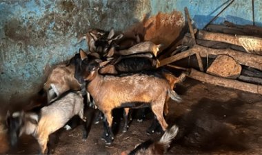 बिहान और प्रधानमंत्री मुद्रा योजना से सविता रजक के सपनों को मिले पंख, बकरी पालन से हर महीने कमा रहीं 10 हजार रुपये