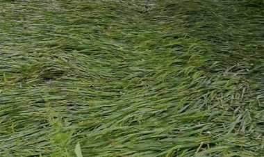 छत्तीसगढ़ में फिर बढ़ेगी गर्मी, 3-5 डिग्री चढ़ेगा पारा