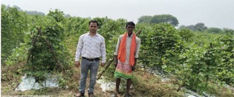 परंपरागत कृषि छोड़ बीज उत्पादक बने किसान, आय में 75 प्रतिशत का हुआ इजाफा